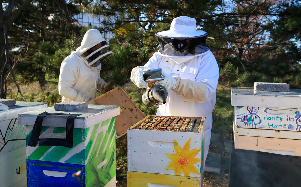UB bee hives